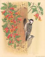 William Zimmerman - Red cockaded Woodpecker